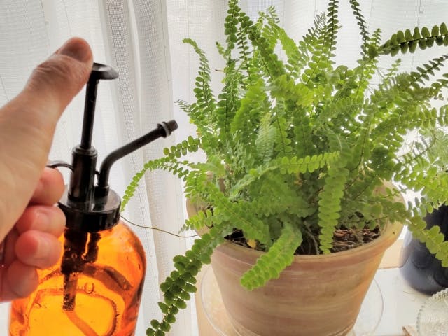 観葉植物 手入れ