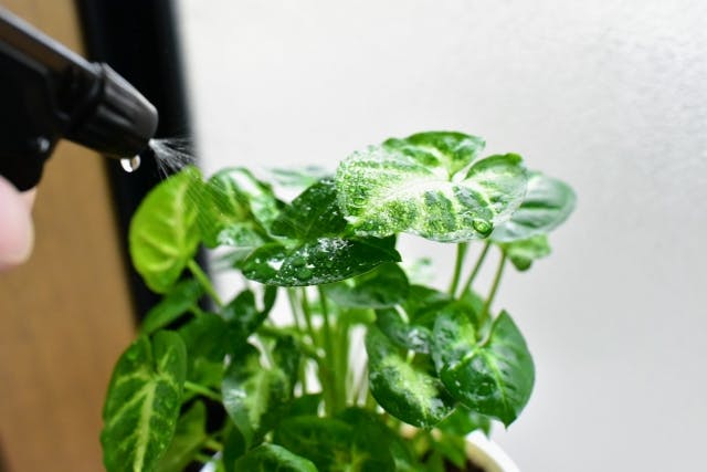 水やり 観葉植物