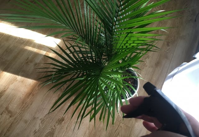水やり 観葉植物