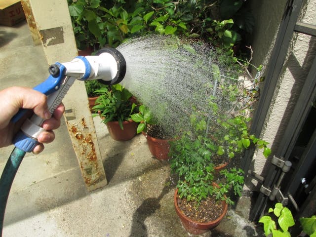水やり 観葉植物