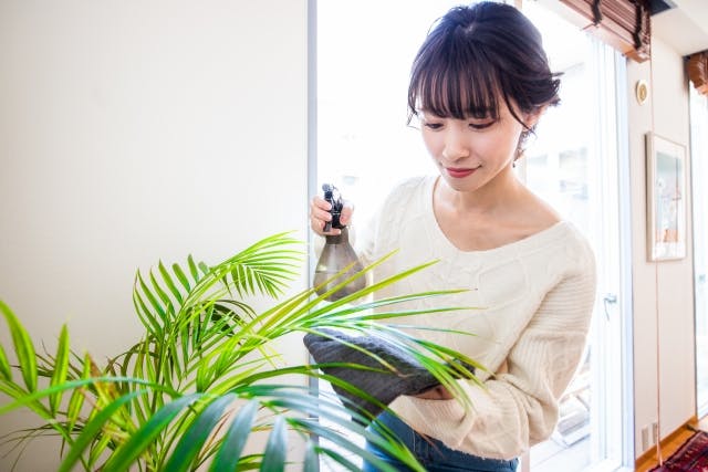 水やり 葉水