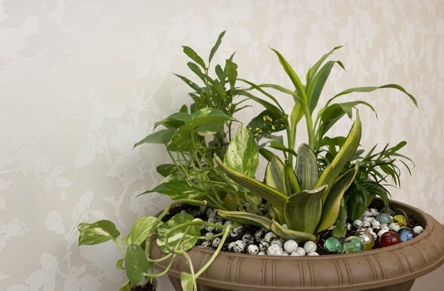 観葉植物 寄せ植え