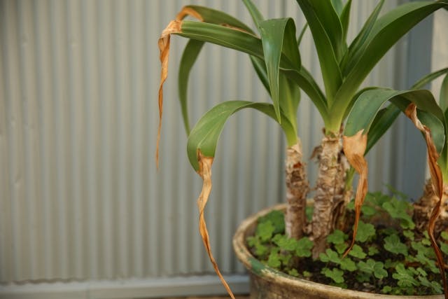 枯れた植木