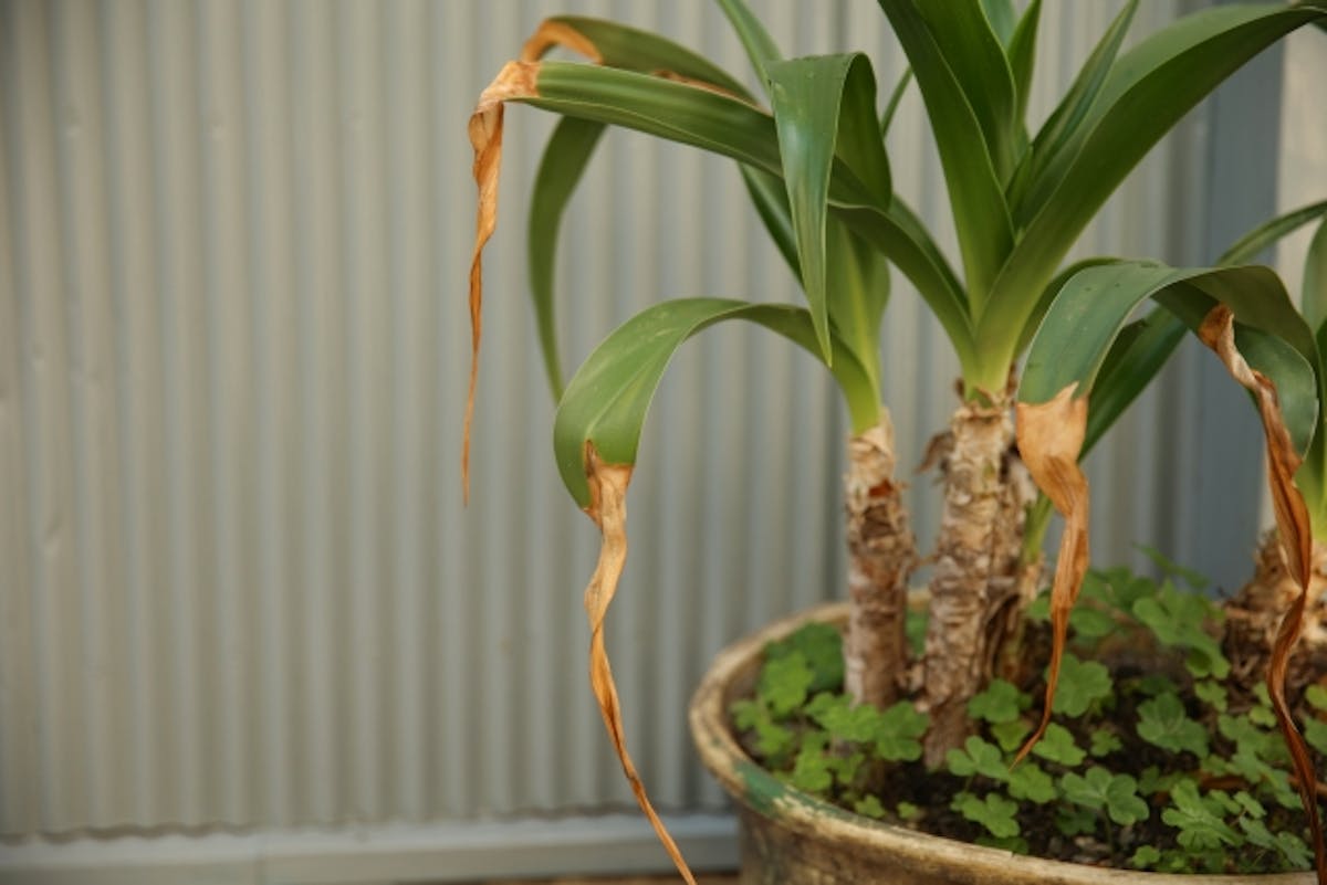 枯れた植木