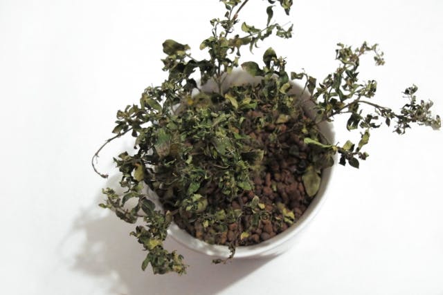 枯れた観葉植物
