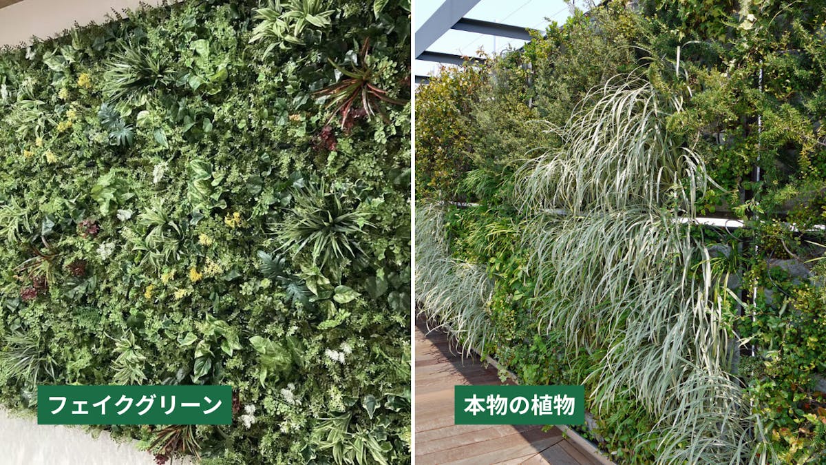 比較画像