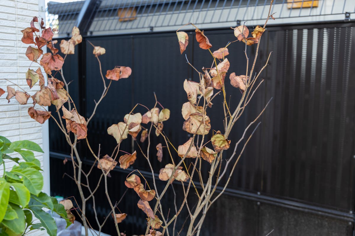 フェイクグリーン　植栽