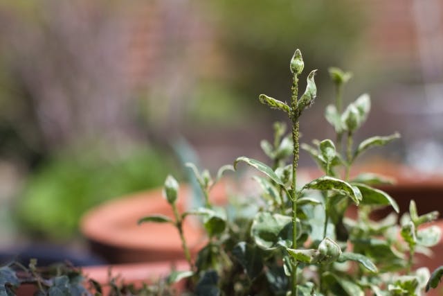 アブラムシ 植物
