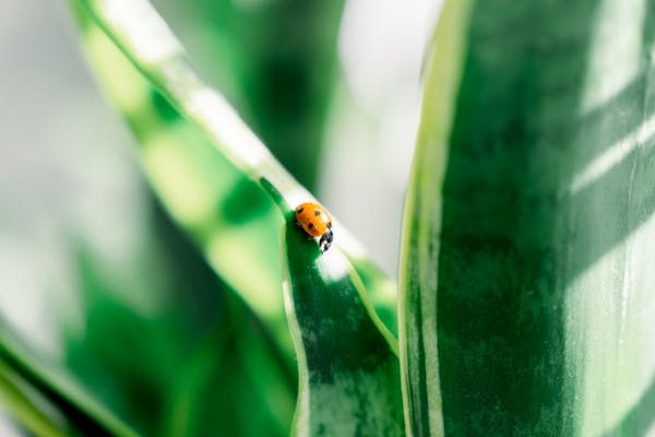 植栽の虫除け対策で快適な空間を作る方法とは？