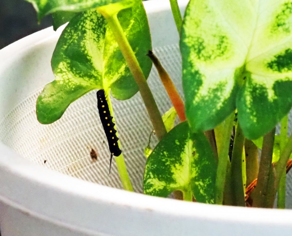 植物　鉢　虫