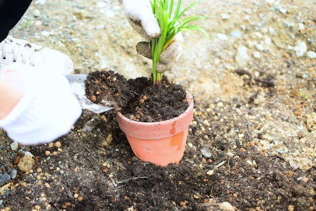植え替え