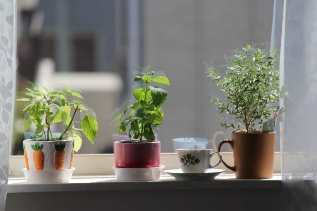 本物の植物