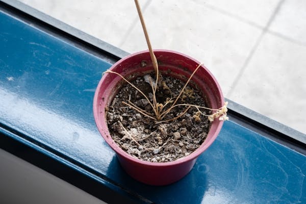 オフィスの植物がすぐ枯れる…手間をかけずに緑化する方法は？｜グリーンモード.jp