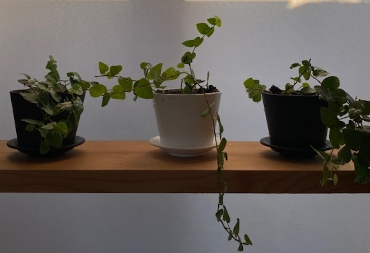 日が当たらない