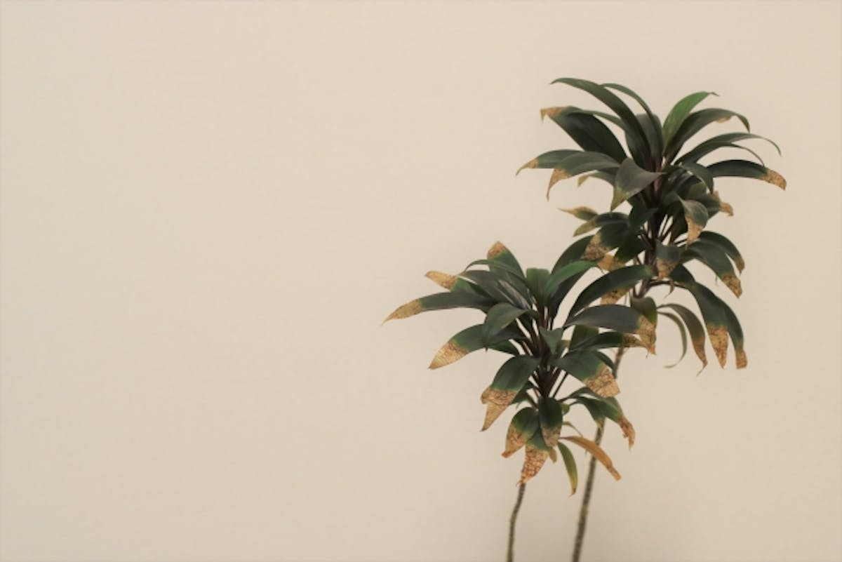 枯れた観葉植物