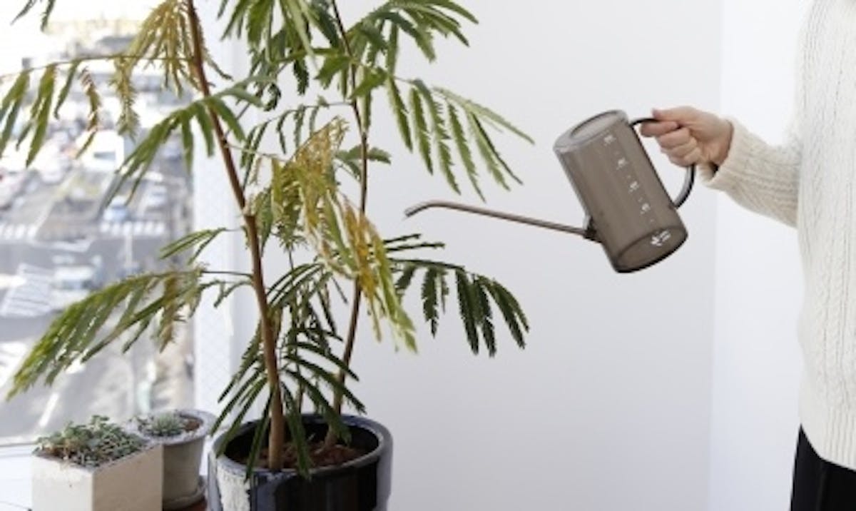 オフィス　植物　水やり