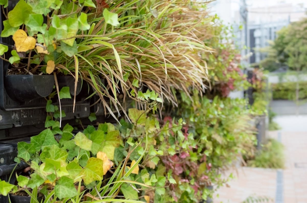 観葉植物　枯れ