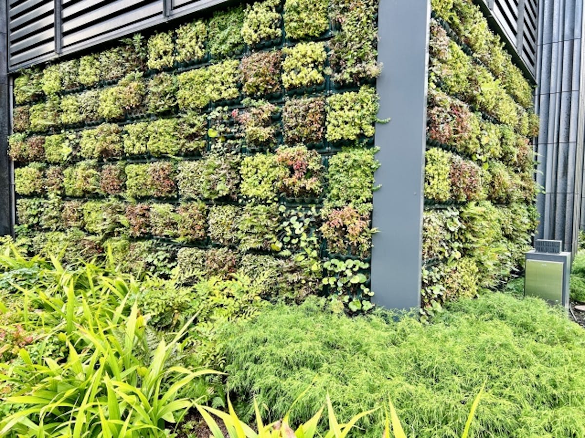 壁面緑化