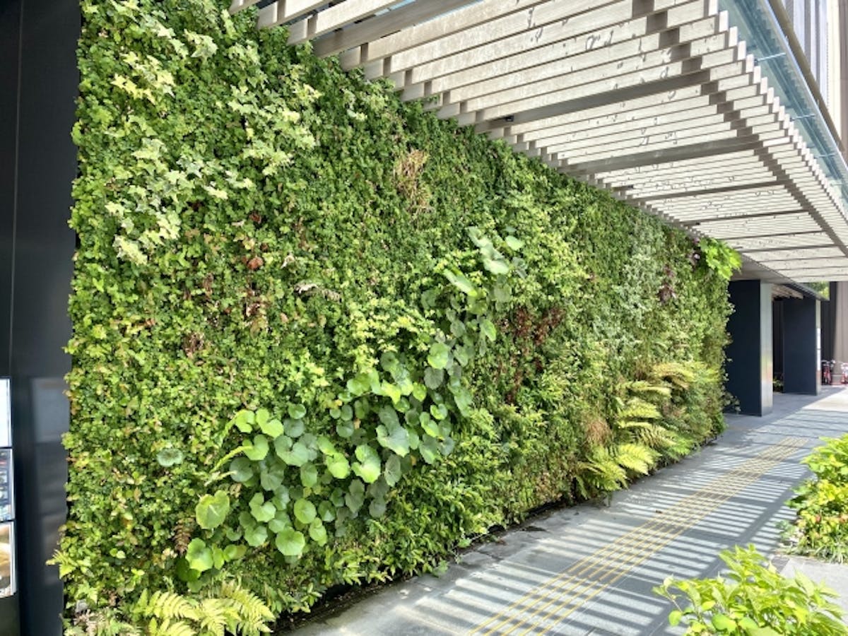 屋外　観葉植物　壁面緑化