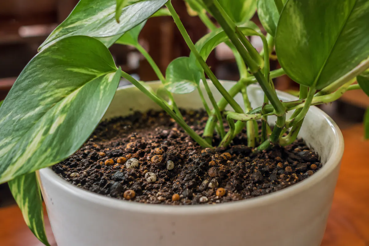 観葉植物　鉢植え
