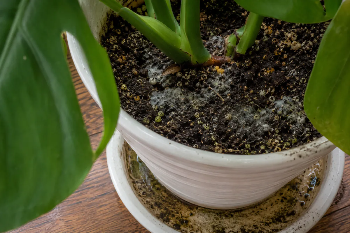 植物　カビ