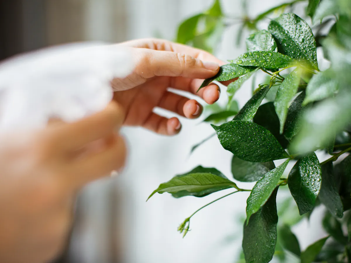 観葉植物　葉水