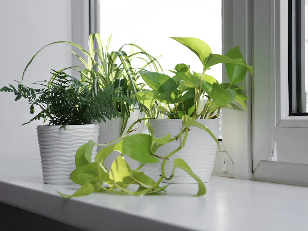 小型植物　オフィス