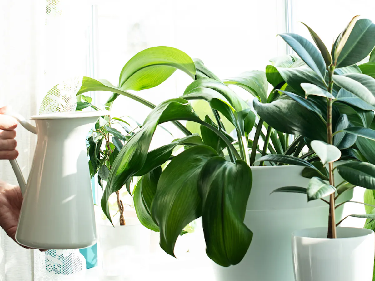 オフィス　植物　水やり