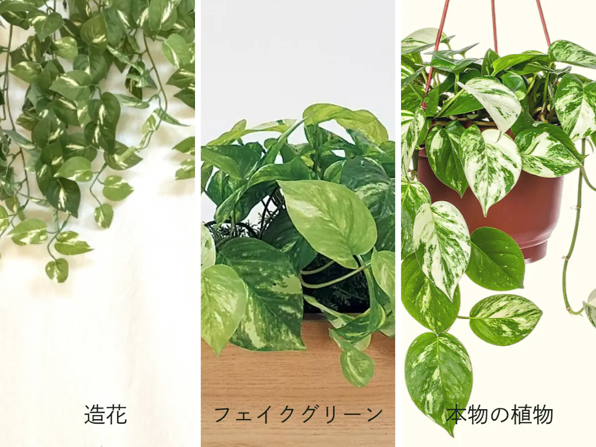 比較　グリーン