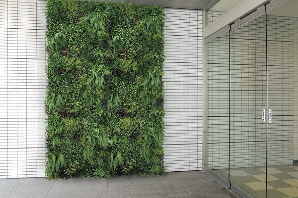 エントランスの壁面緑化