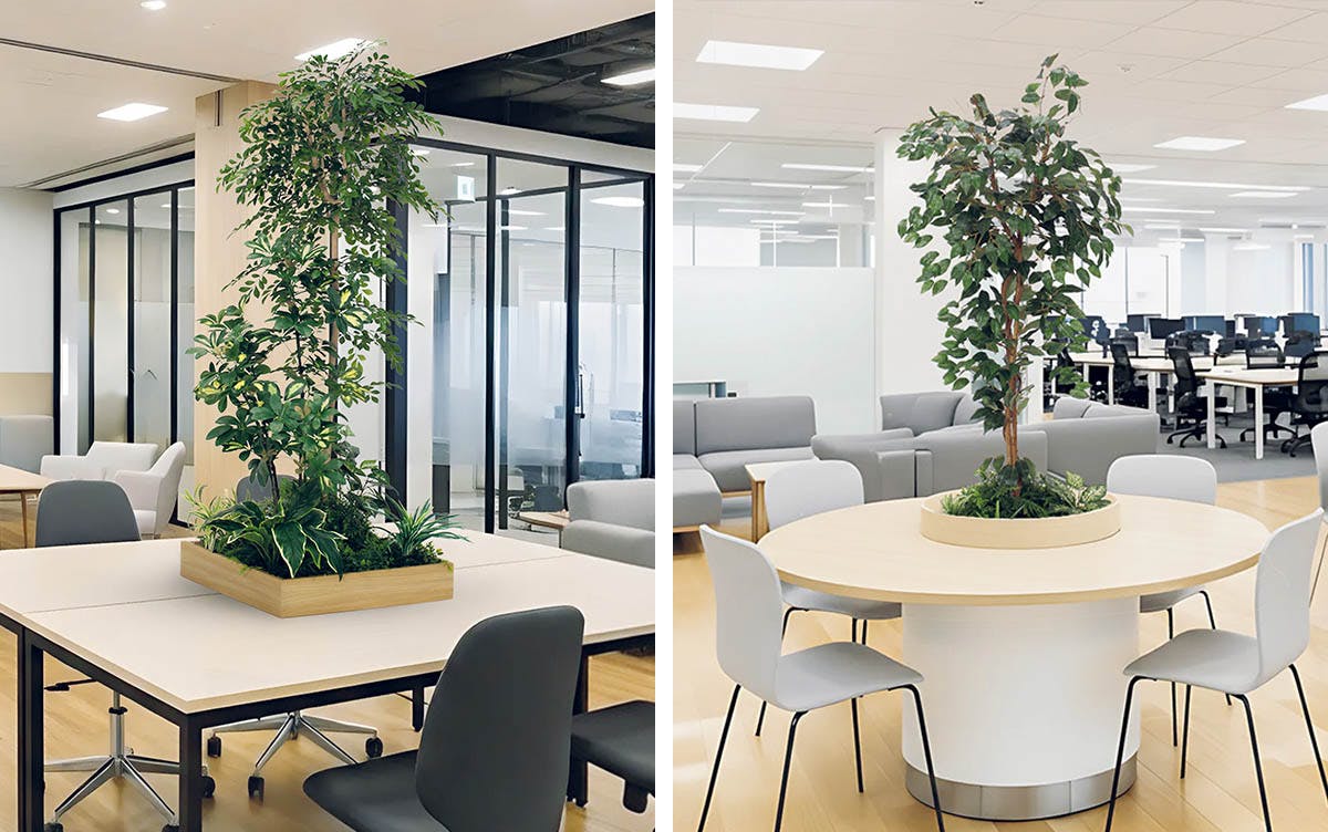 樹木プランター　テーブル樹木