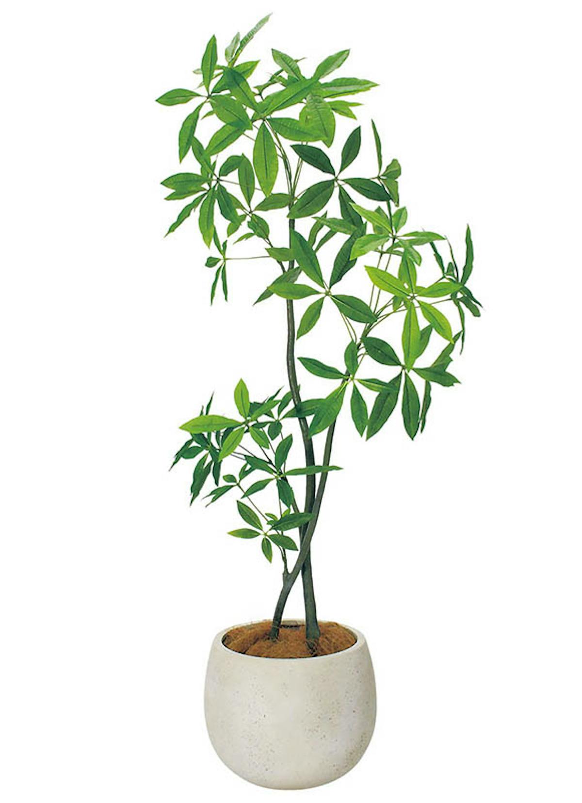 人工樹木パキラ