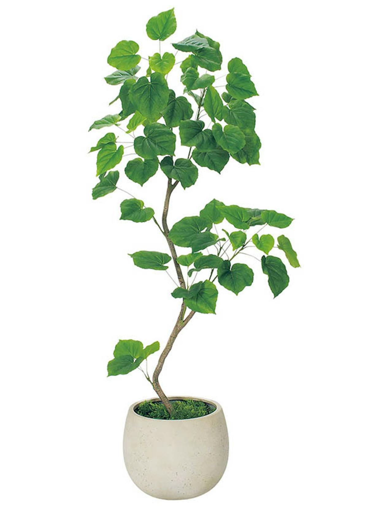 人工樹木ウンベラータ