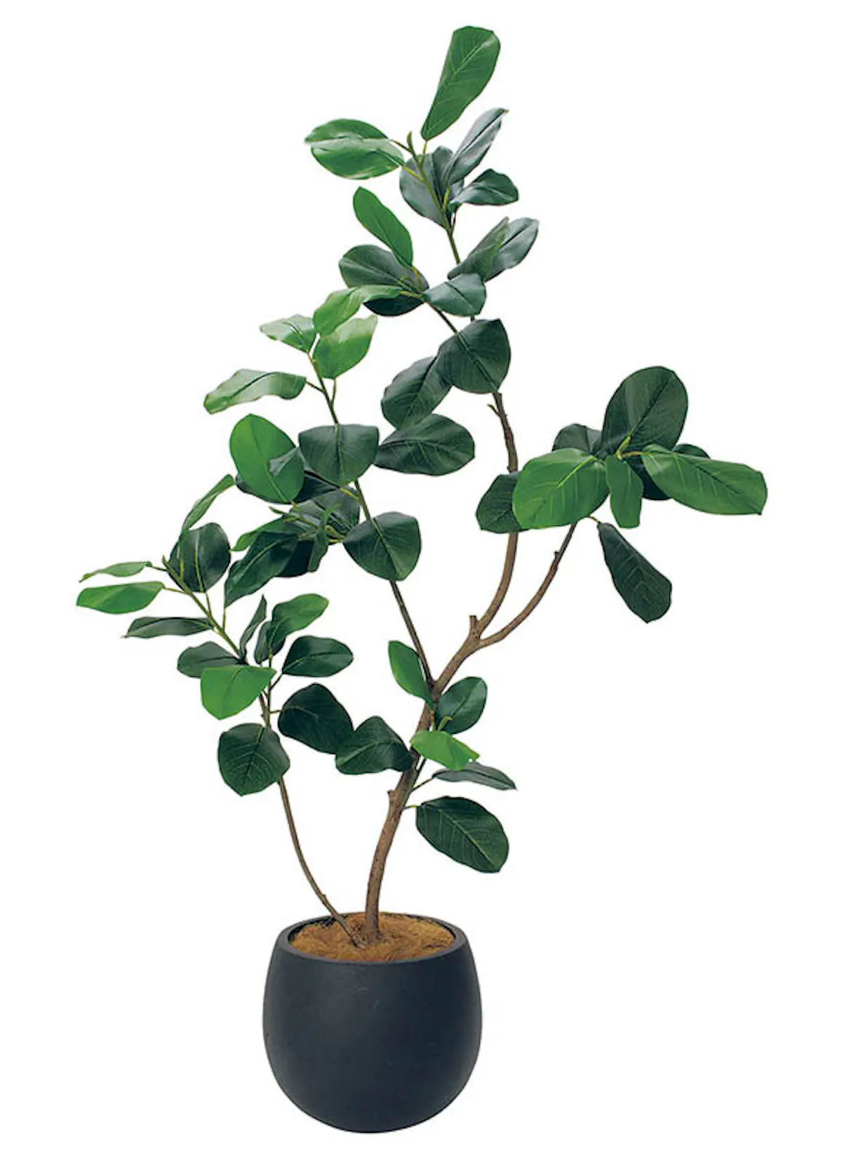 人工樹木ゴムの木