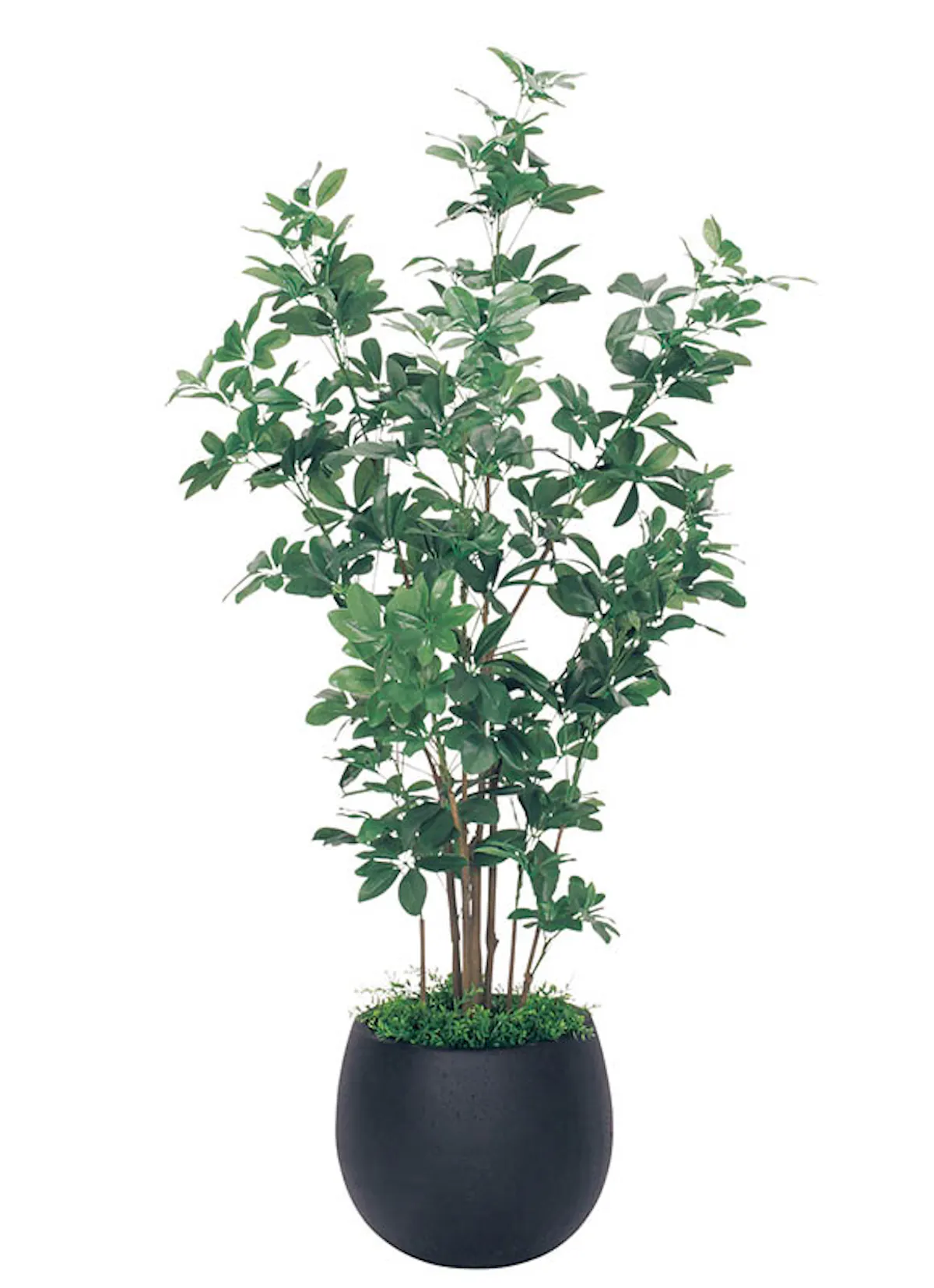 人工樹木シュフレラ