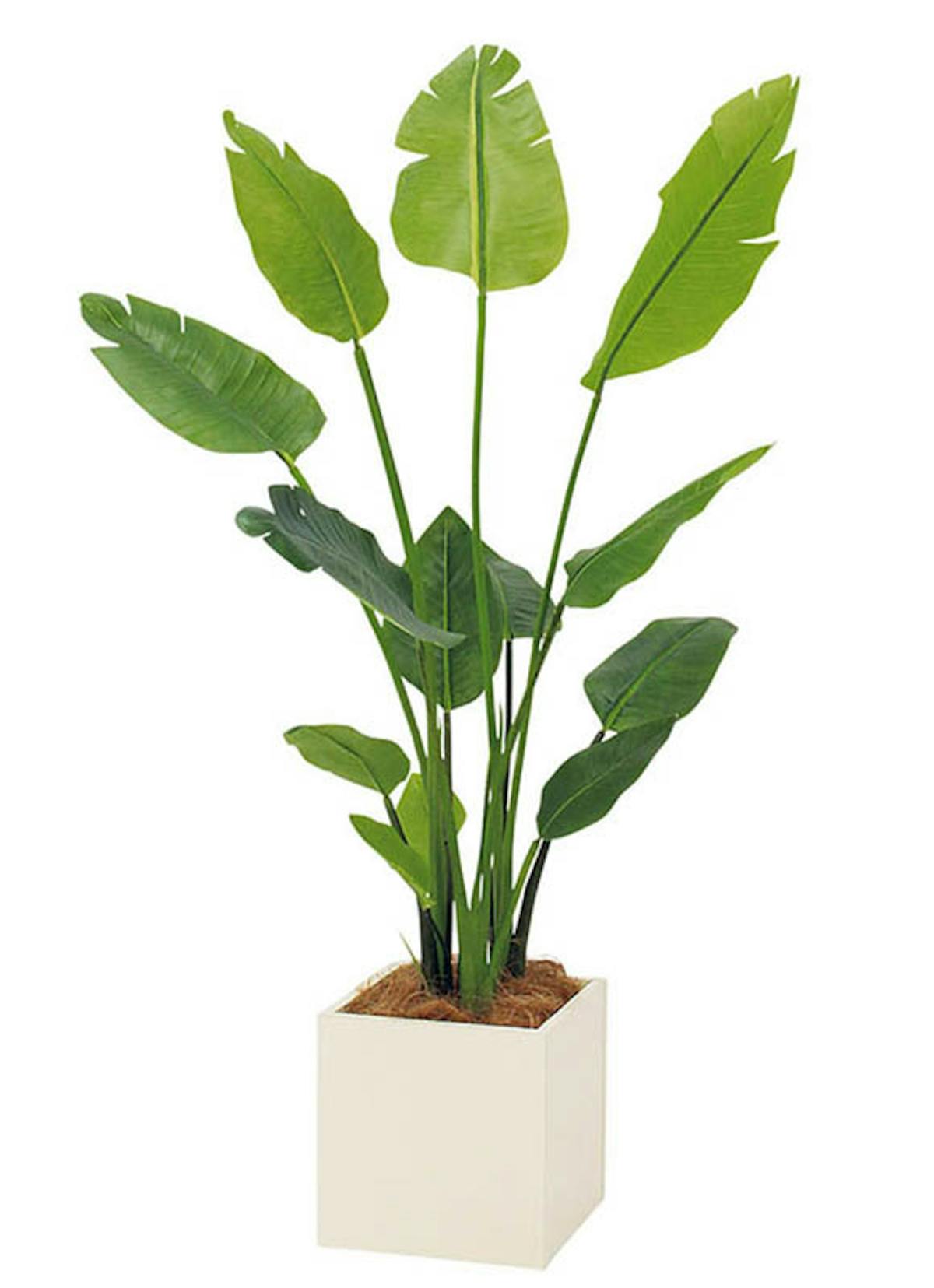 人工樹木オーガスタ