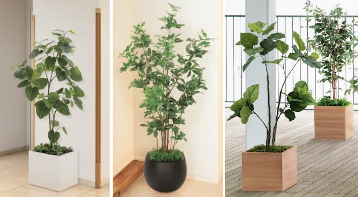 人工観葉植物の種類と選び方 グリーンモード 人工観葉植物の種類と選び方 グリーンモード
