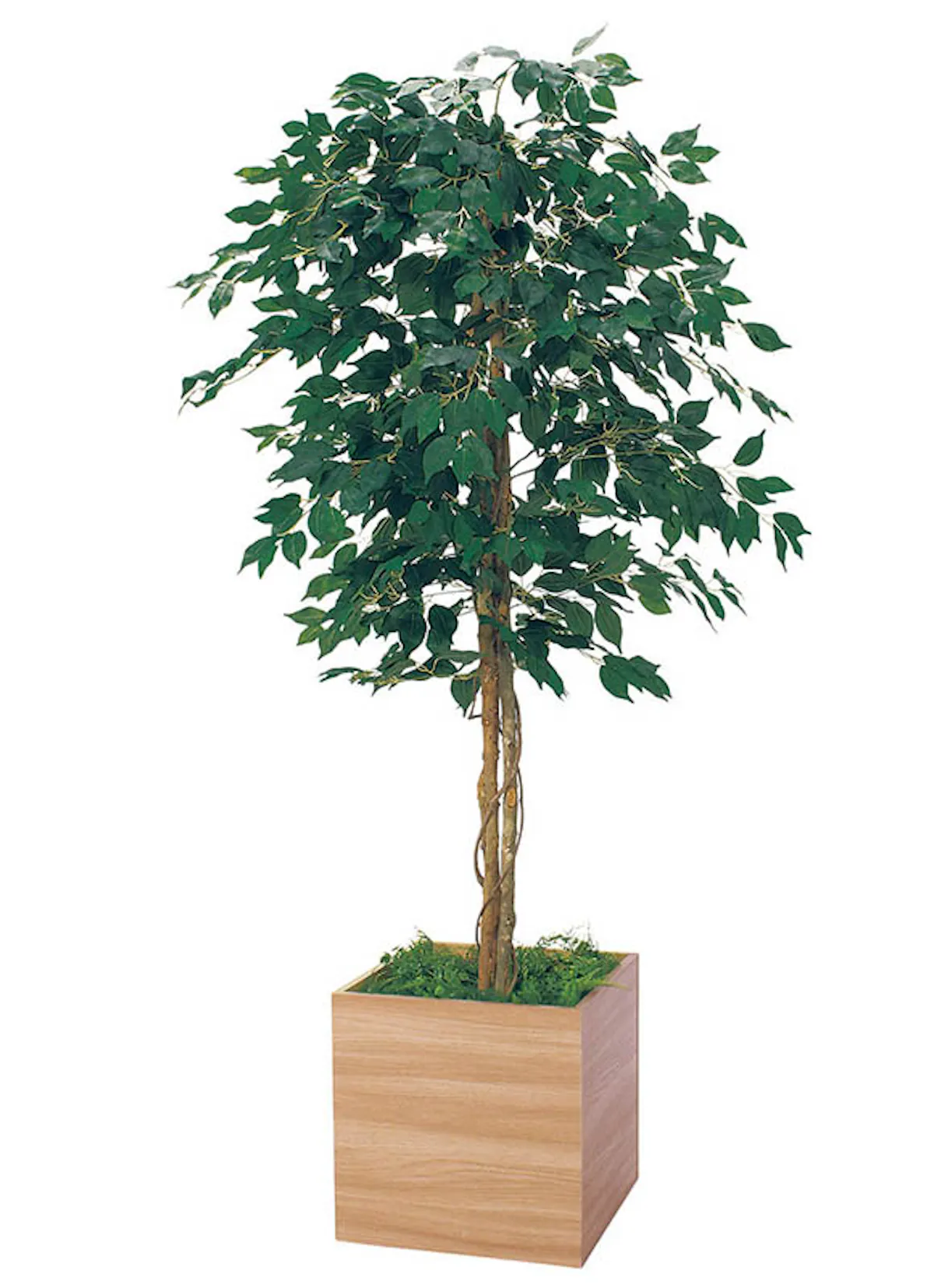 人工樹木　フィカスベンジャミン