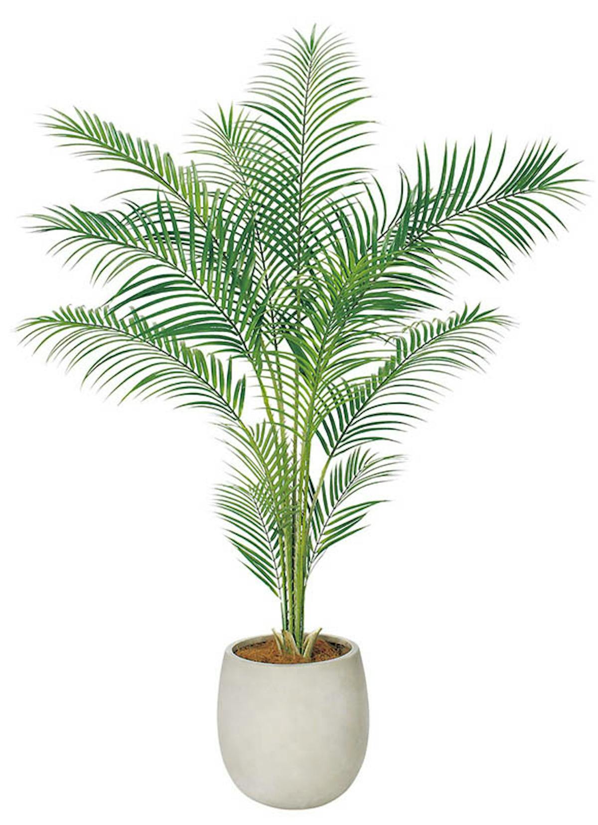 人工樹木アカシア