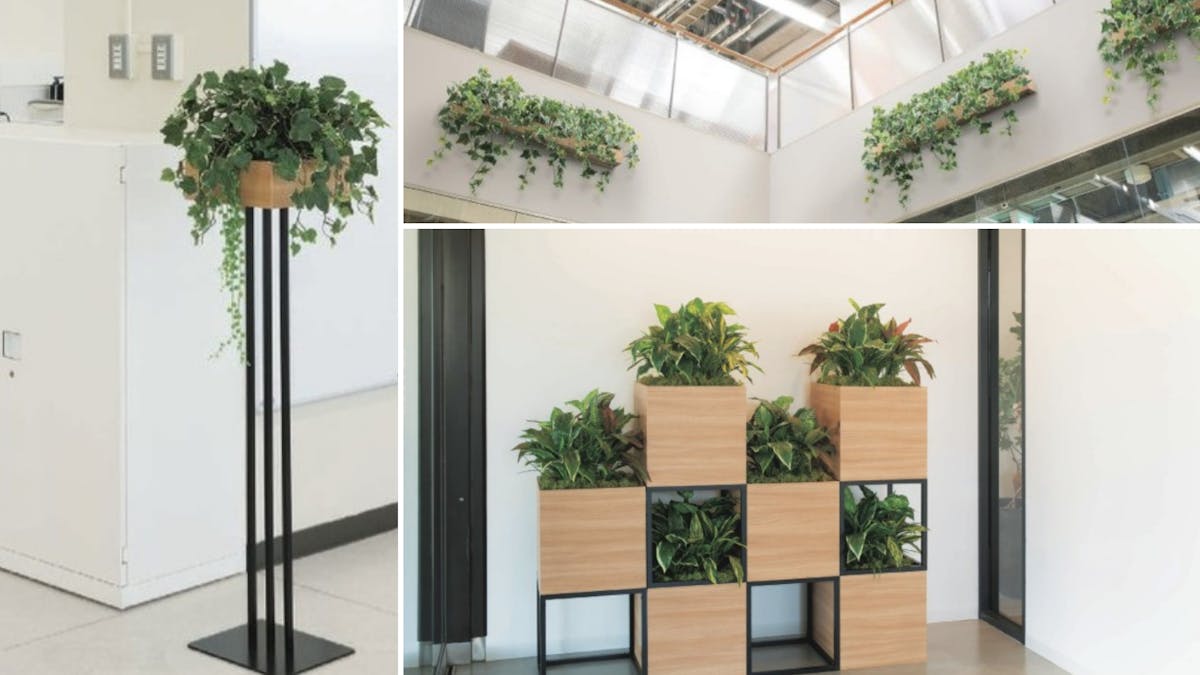観葉植物 おしゃれなインテリアとして ランキング おすすめ 解決 観葉植物 おしゃれなインテリアとして ランキング おすすめ 解決