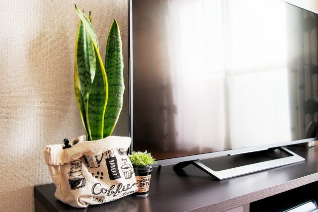 テレビ台_観葉植物