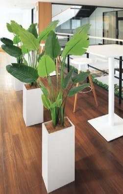 観葉植物_オーガスタ
