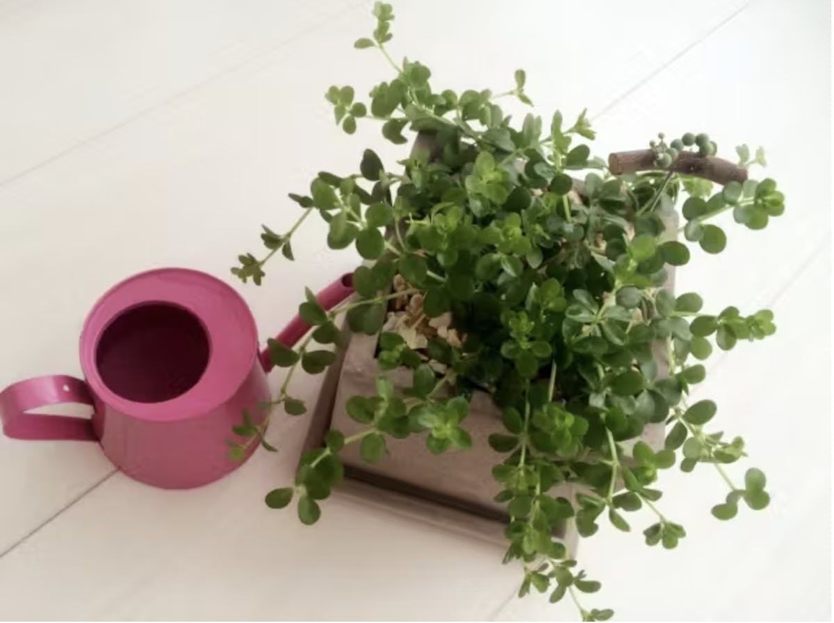 観葉植物_フェイクグリーン