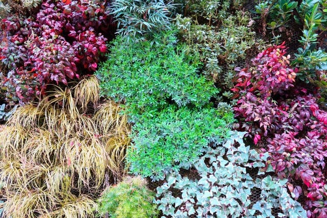 壁面緑化_観葉植物