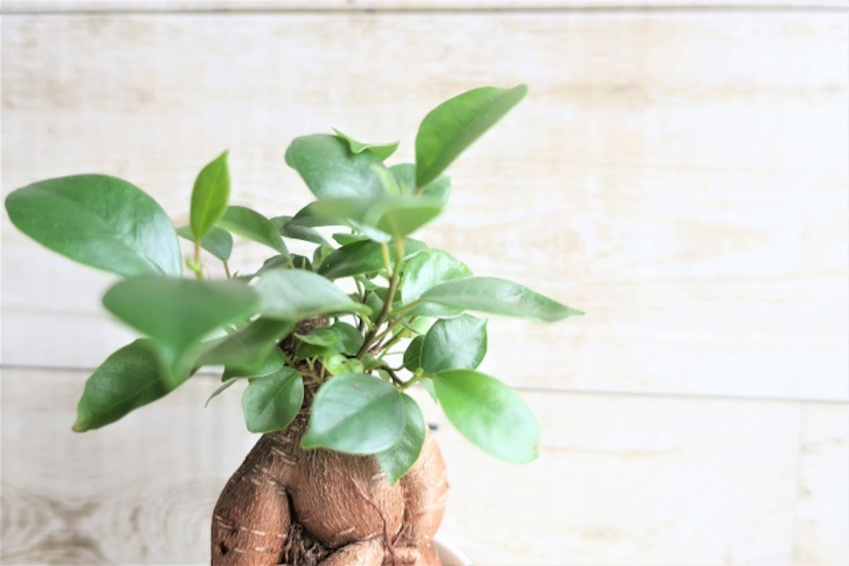 観葉植物の室内での扱い方 初心者にもおすすめ グリーン モード 観葉植物の室内での扱い方 初心者にもおすすめ グリーン モード