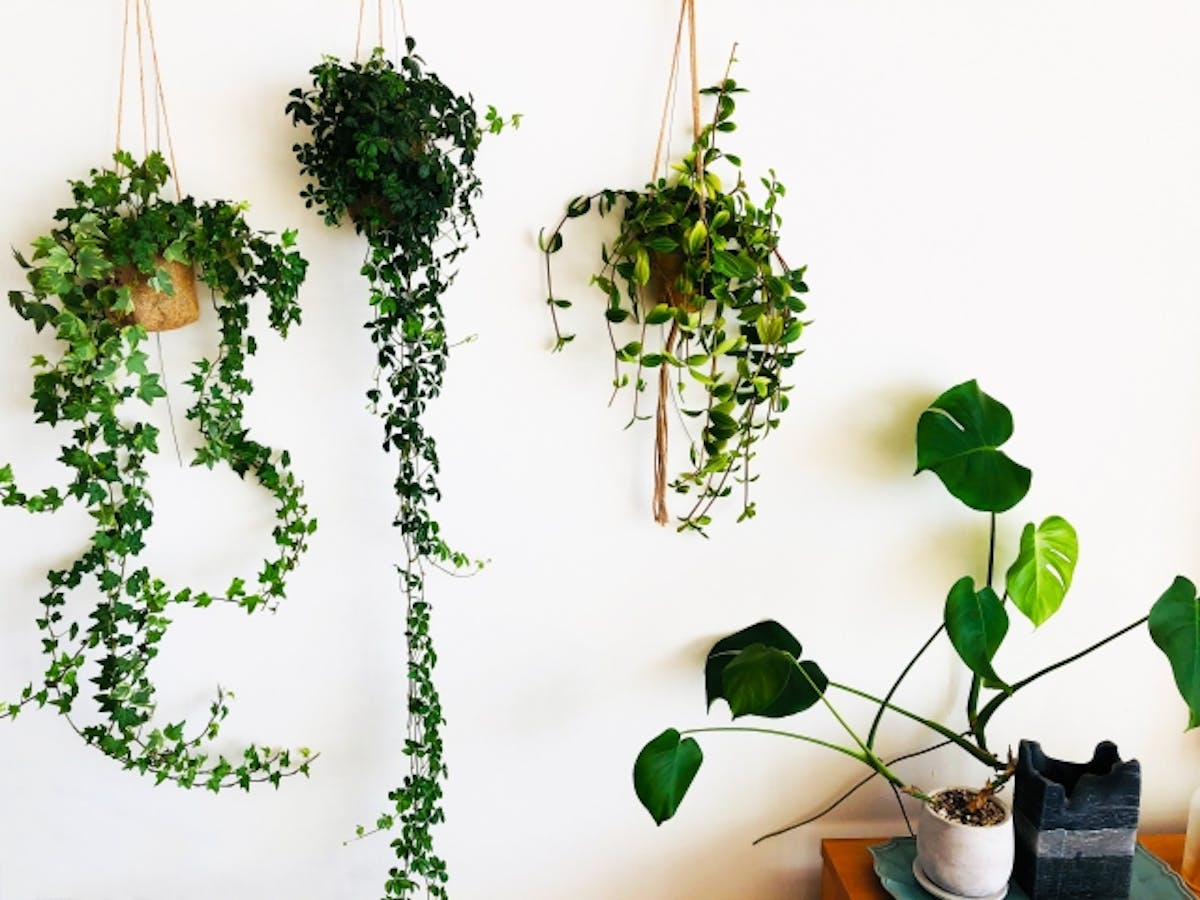 観葉植物の室内での扱い方 初心者にもおすすめ グリーン モード 観葉植物の室内での扱い方 初心者にもおすすめ グリーン モード