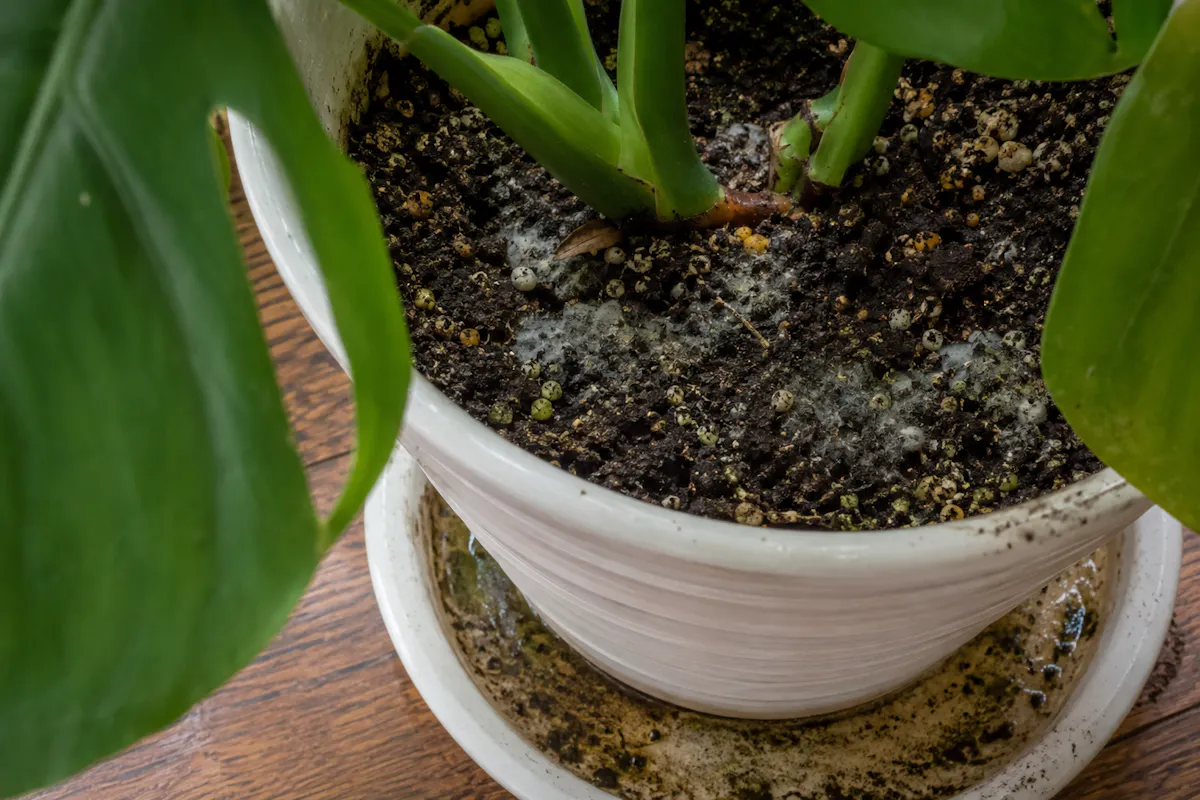 観葉植物　根腐れ