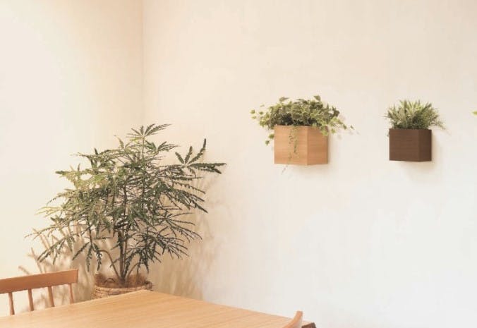 インテリア_グリーン_観葉植物