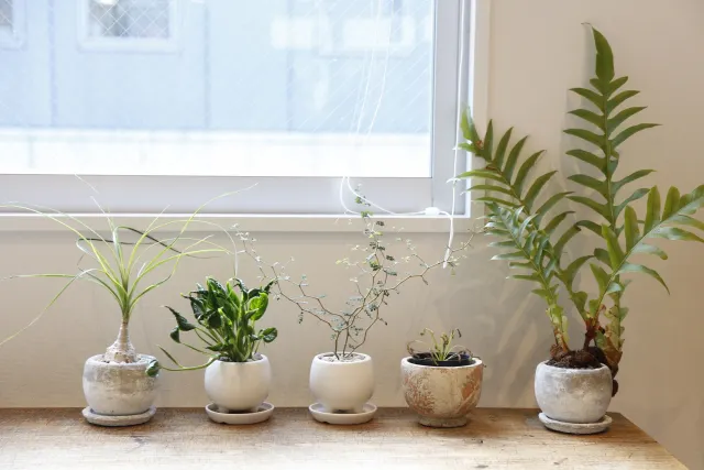 オフィスをおしゃれに 観葉植物 空間演出 まとめ オフィスをおしゃれに 観葉植物 空間演出 まとめ