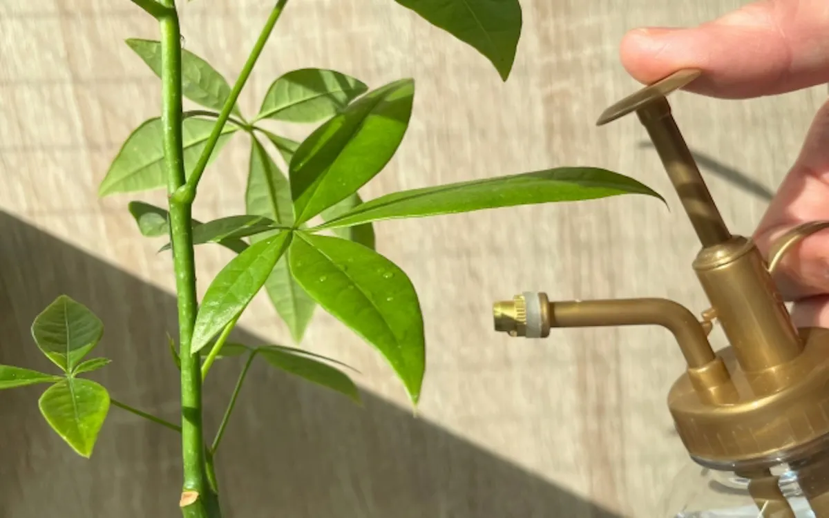 水やり　観葉植物